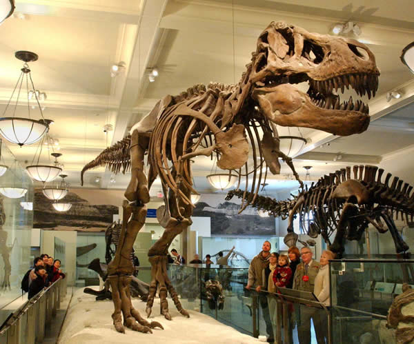 American Museum of Natural History NYC - Pinstripe Men's Lifestyle Magazine